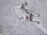 3 aylık dişi French Bulldog yuva arıyoruz