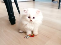 British shorthair yavrular