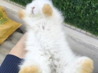 Safkan Hollanda Lop Tavşan Bebekler