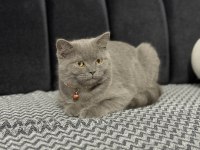 Minik british shorthair dostumuza yuva arıyoruz
