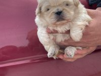 Irk Garantili Pekinez Yavrular