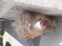 Maltese terrier yavru köpeğimiz