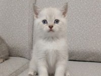 Maviş Gözlü Safkan Erkek British Shorthair Yavrum