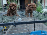F1 0 Numara Maltipoo Yavrularım Hazır