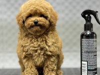 KORE ERKEK BEBEK YÜZLÜ POODLE YAVRUMUZ