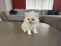 İran kedisi yavrularım