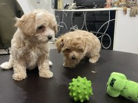 En güzel maltipoo yavrularımız