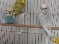 Muhabbet kuşu yeni yeme düşmüş