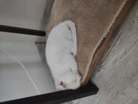 Scottish Fold Kırması