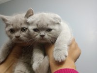 Scottish fold yavrumuz yeni yuvasına gitmeye hazır