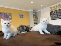 RENK RENK BRITISH SHORTHAIR YAVRULARIMIZ FENOMEN PET ANK