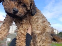 MALTİPOO BEBEĞİM