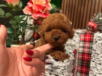 Teacup poodle