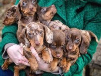CHOCOLETE MERLE AŞILI GARANTİLİ NADİR BULUNAN DACHSHUND