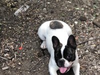 1.5 yaşında sağlıklı ve bakımlı dişi french bulldog
