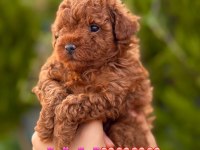 YASAL ÇİFTLİKTEN POODLE YAVRULARIMIZ