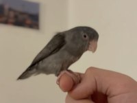 Forpus Papağanı Eğitimli