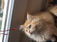 British longhair yavrular