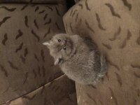 British shorthair bir aylık