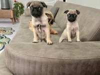 Sıfır burun A kalite pug bebekler
