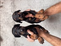 ASİL DOBERMAN YAVRULAR