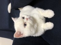 1 yaşında erkek exotic shorthair