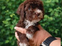 Çikolata Poodle ve siyah inciler