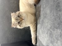 Erkek scottish fold kedisi