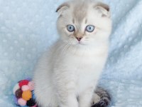 İlkbaharın en güzel scottish fold yavrusu
