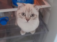Sevimli british shorthair oğluşumuza yuva
