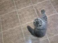EĞİTİMLİ SAFKAN BRİTİSH POFUDUK YAVRULARIM