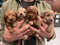 Irk Ve Sağlık Garantili Maltipoo Yavrular