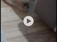 1 Buçuk Yaşında Dişi British Shorthair