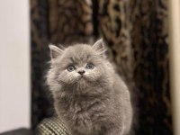 DÜNYA TATLISI BRITISH LONGHAIR YAVRULARIM