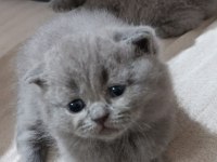 British shorthair bebeklerimize yeni yuva arıyoruz