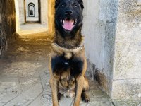 Safkan Belçika Malinois - koyu siyah