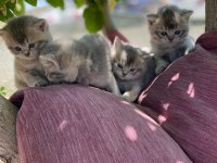 British shorthair yavru kırk günlük
