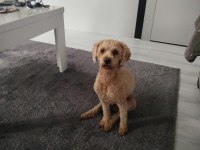 Toy Poodle Köpeğimiz