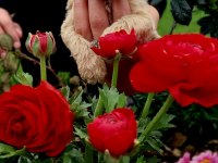 Toy Poodle Cinsi Köpeklerim