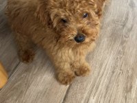 Toy poodle kore kan 3 aylık erkek yavru