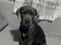 Blue Ve Siyah Cane Corso Erkek Yavrular