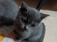 Ev Üretimi Erkek ve Dişi British Shorthair