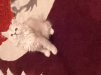 Şecereli babanın güzel british longhair kızı