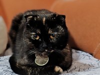 Ücretsiz scottish fold dişi