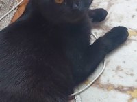 Yetişkin siyah kedimiz