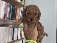 Maltipoo bebekler