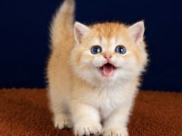 British shorthair ve longhair golden yavrular