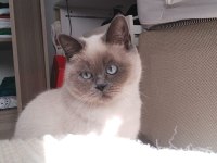 KEDİMİZİ ÇİFTLEŞTİRME