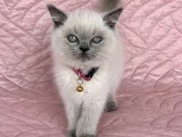 Denizli British Blue Point 2.5 aylık