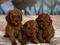 GÜZELLİK ABİDESİ RED TOY POODLE BEBEKLER
